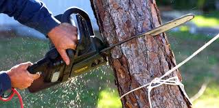 Best Tree Risk Assessment  in Frankl, IN