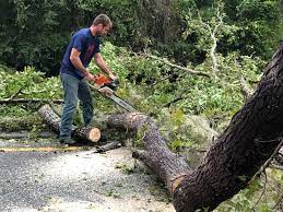 Best Hazardous Tree Removal  in Frankl, IN