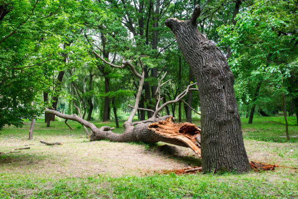 Best Utility Line Clearance  in Frankl, IN