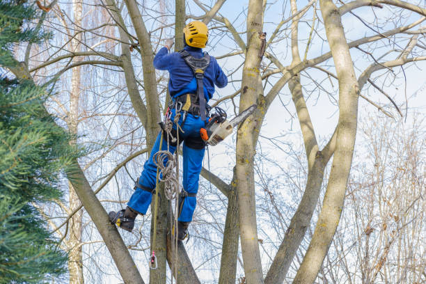 Best Firewood Processing and Delivery  in Frankl, IN
