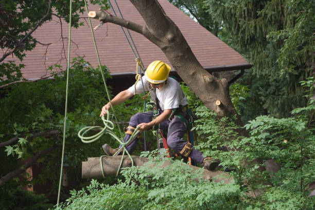 Best Aeration Services  in Frankl, IN