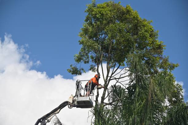  Frankl, IN Tree Care Pros