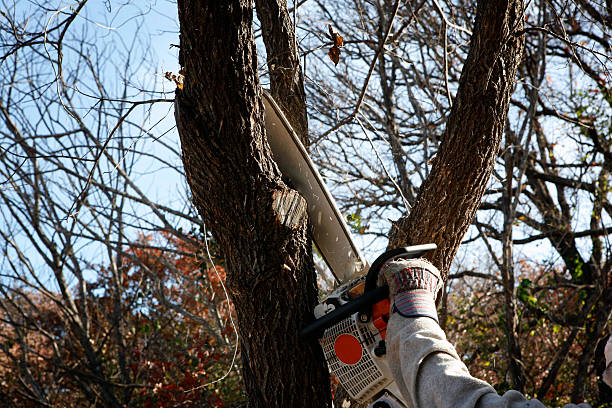 Best Root Management and Removal  in Frankl, IN