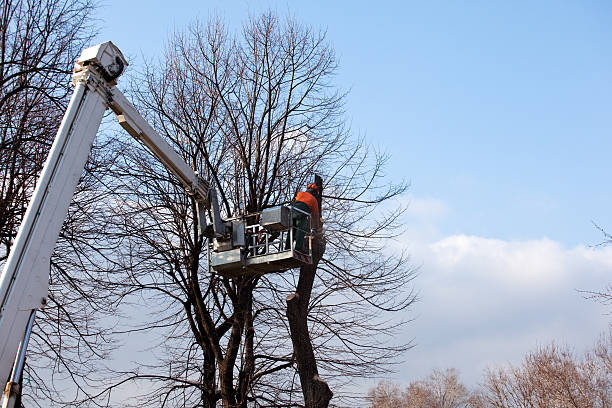 Best Fruit Tree Pruning  in Frankl, IN