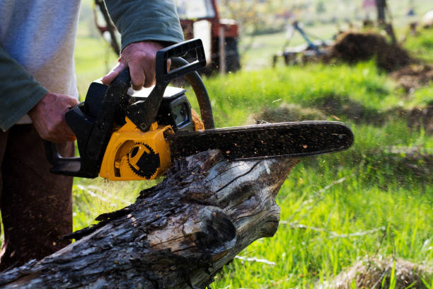 Professional Tree Care in Franklin, IN