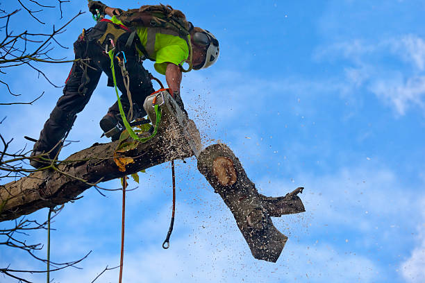 Best Hazardous Tree Removal  in Frankl, IN