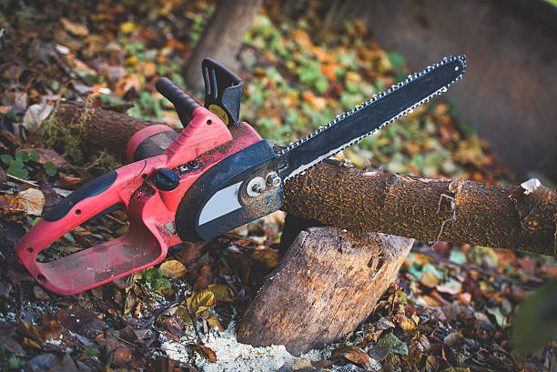 How Our Tree Care Process Works  in  Franklin, IN