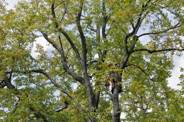 Best Tree Maintenance Programs  in Frankl, IN