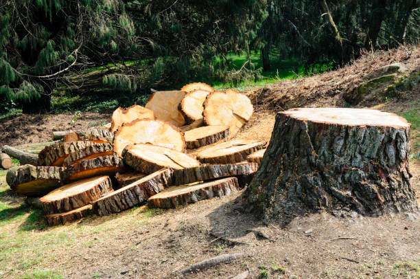 Best Tree Risk Assessment  in Frankl, IN